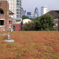 Brown Roof 3