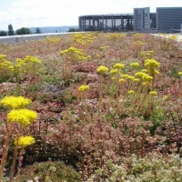 Biodiverse Roof Installers 3